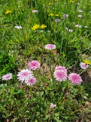 Crepis rubra