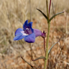 Penstemon dasyphyllus