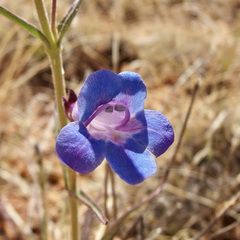 Penstemon dasyphyllus