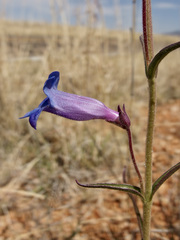 Penstemon dasyphyllus