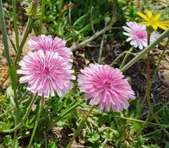 Crepis rubra