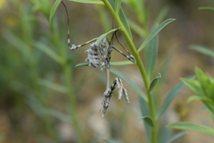 Empusa pennicornis