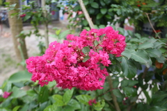 Lagerstroemia indica