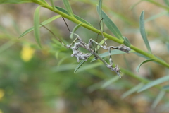 Empusa pennicornis