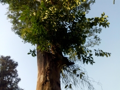 Eugenia candolleana