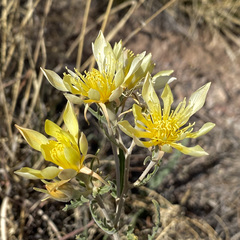Mentzelia longiloba