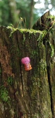 Mimocalla gigantea