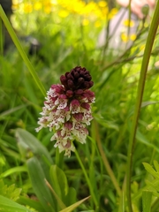 Neotinea ustulata ustulata