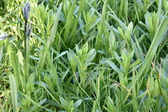 Sericocarpus rigidus