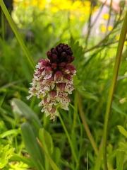 Neotinea ustulata ustulata