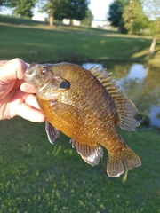Lepomis gulosus × macrochirus