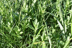 Sericocarpus rigidus