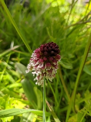 Neotinea ustulata ustulata