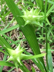 Carex intumescens