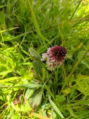 Neotinea ustulata ustulata