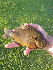 Lepomis gulosus × macrochirus