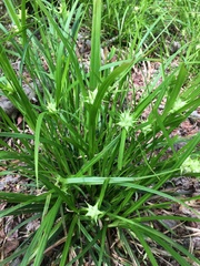 Carex intumescens