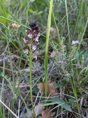 Neotinea ustulata ustulata