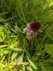 Neotinea ustulata ustulata
