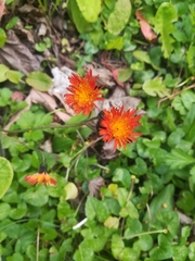 Pilosella aurantiaca