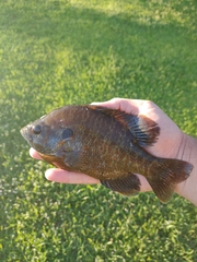 Lepomis gulosus × macrochirus
