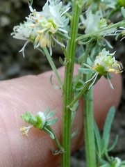 Reseda duriaeana image