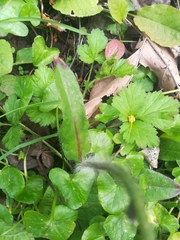 Pilosella aurantiaca