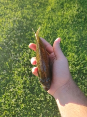 Lepomis gulosus × macrochirus