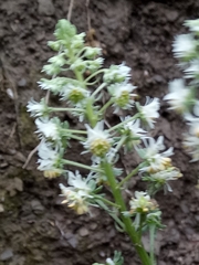 Reseda duriaeana image