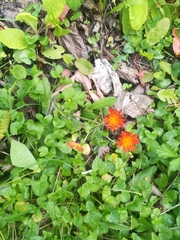 Pilosella aurantiaca