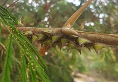 Umbonia crassicornis