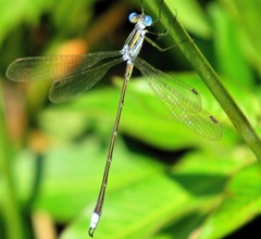 Lestes plagiatus