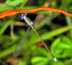 Lestes plagiatus