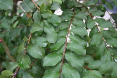 Lagerstroemia indica