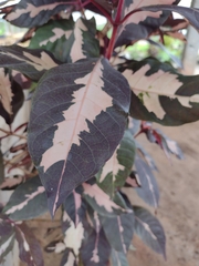 Graptophyllum pictum