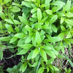 Myosotis sparsiflora