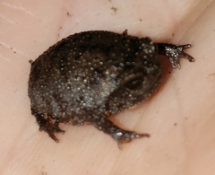 Breviceps fuscus