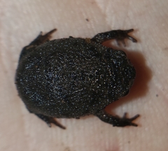 Breviceps fuscus