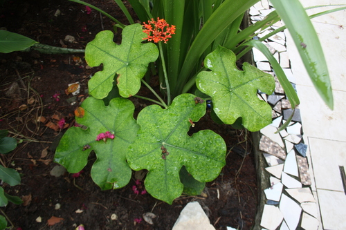Jatropha podagrica iNat (1)