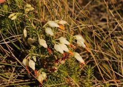 Erica intermedia albiflora
