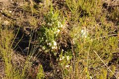 Erica intermedia albiflora