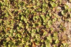Centella eriantha