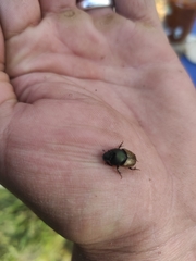 Onthophagus vacca
