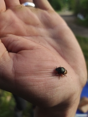 Onthophagus vacca