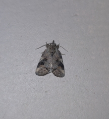 Noctuoidea