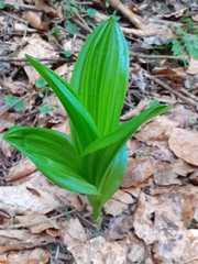 Veratrum lobelianum