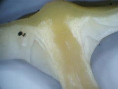 Hygrophorus salmonipes image