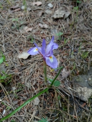 Moraea sisyrinchium