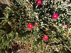 Lampranthus aurantiacus