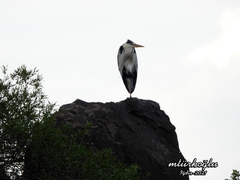 Ardea cinerea